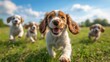 © Ganesha88 - Puppies playing in a field with blue sky on a summer’s day