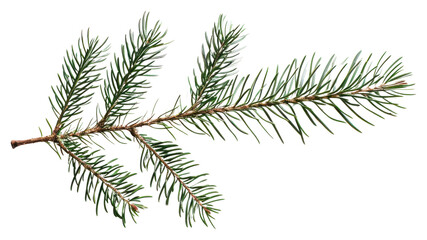 Sticker - PNG A christmas pine tree branch conifer spruce plant.