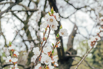 Wall Mural - A tree with white flowers is in the foreground