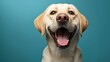 © Tony - Heartwarming images of cheerful dogs and cats radiating friendliness Generative AI