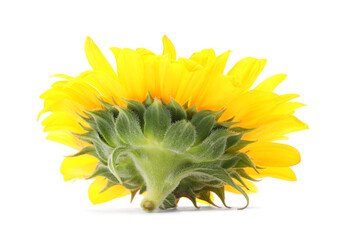 Sticker - One beautiful sunflower with bright petals isolated on white