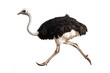 © Barra Fire - Ostrich running and looking around isolated on a white background