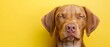 © Mikus - A close-up of a dog's face with its eyes closed