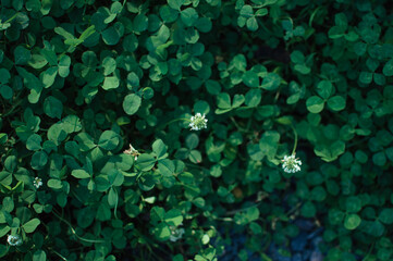 Wall Mural - A close up of green plants with white flowers