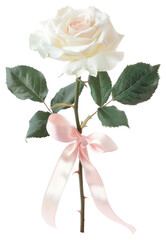 Wall Mural - PNG  Elegant white rose with ribbon