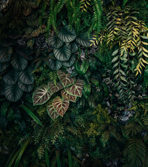 Wall Mural - Close up group of background tropical green leaves texture and abstract background. Tropical leaf nature concept.