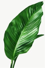 Green botanical leaf in white gradient background, suitable for logos and design elements.