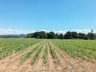 A field of corn is shown with a blue sky in the background