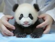 © Dragan - Human hands touch a baby giant panda.