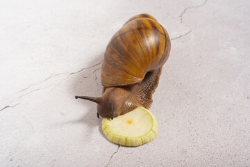 Wall Mural - Giant snail eating zucchini on grey background