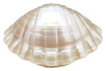 Canvas Print - PNG Elegant iridescent seashell decor