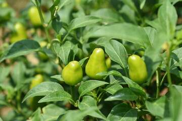 fresh green chili on plant closeup, chili plants in organic farming, Chilies closeup in field, Green chili plant in a farmer's field, Ripe green chili on a plant in Chakwal, Punjab, Pakistan