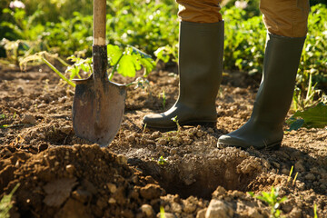 Wall Mural - Farmer with shovel on sunny day, closeup