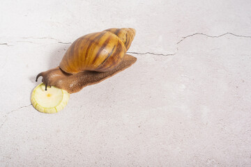 Wall Mural - Giant snail eating zucchini on grey background