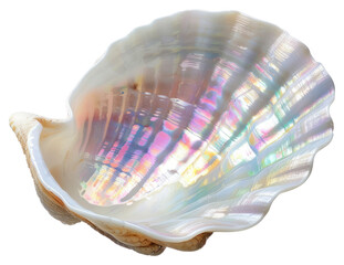 Canvas Print - PNG Iridescent seashell close-up beauty