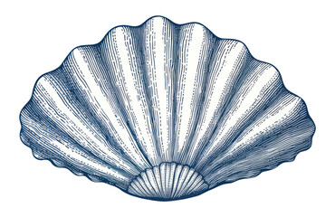 Wall Mural - PNG Drawing sketch shell clam.