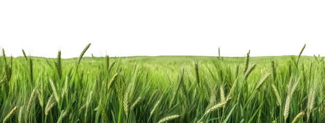 Sticker - PNG  Agricultural field backgrounds grassland landscape.