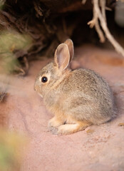 Poster - Squirrel in the park, profile view, baby bunny