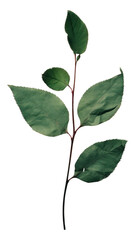 Poster - PNG Real Pressed a single rose leaves herbs flower plant.