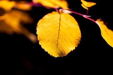 Wall Mural - A leaf is shown in a black background