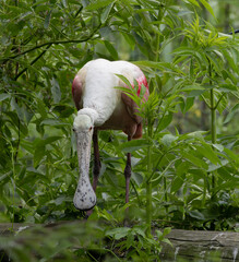 White Heron chicks in their nest