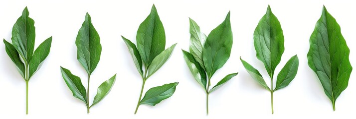 Wall Mural - Peony Leaves Arrangement. Beautiful Botanical Collage of Green Tree Branches on White Background