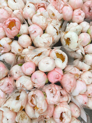 close up of white and pink peonies