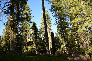 trees in the forest