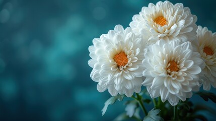 Wall Mural - White Chrysanthemums on a Teal Background