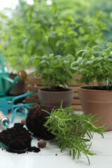 Wall Mural - Transplanting plant. Potted herbs, clay pebbles and gardening tools with soil on white wooden table indoors