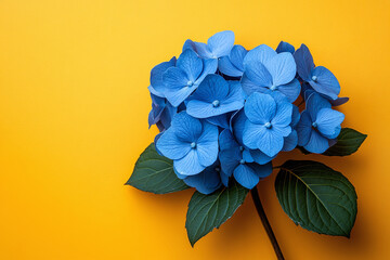 Blue hydrangea bloom on a bright orange background.