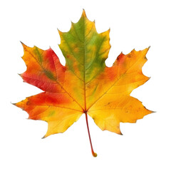 colorful autumn maple leaf isolated on white or transparent background