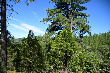 trees and sky