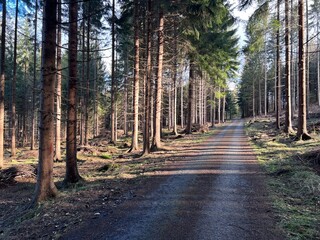 road in a spruce forest