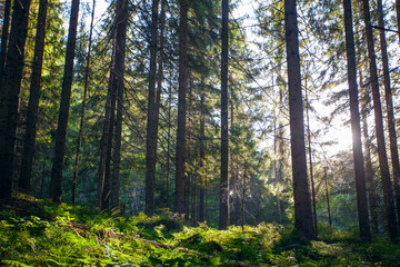 Fresh green forest  in sunshine taken  early morning in Carpathian mountains