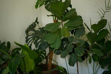 indoor plants.
Flowerpot with flowers.
Green leaves of flowers