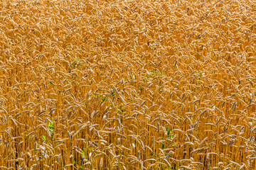 Wall Mural - Backdrop of ripe wheat. Agricultural concept