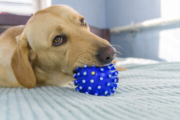 Young purebred labrador retriever dog playing with the ball