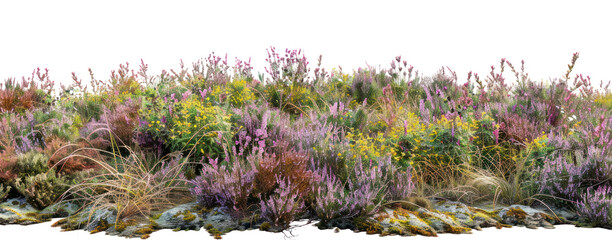 png heather hill vegetation outdoors woodland.