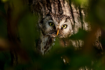 Wall Mural - Owl at sunrise. Boreal owl, Aegolius funereus, perched on oak tree hidden by green leaves. Typical small owl with big yellow eyes in first morning sun rays. Known as Tengmalm's owl. Wild bird of prey.