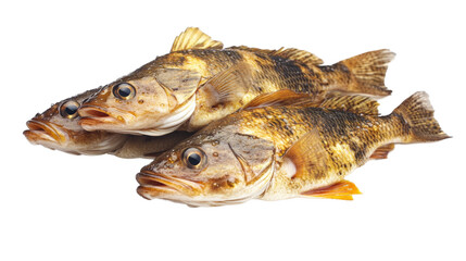 two fish on a white separated from white and transparent background