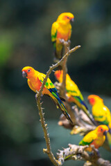 Wall Mural - Closeup of sun parakeet or sun conure Aratinga solstitialis, bird.