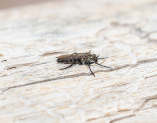 A Robber fly Genus Coleomyia perched on wood in Colorado during daylight hours