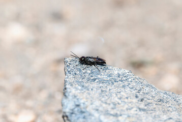 Wall Mural - A Square headed wasp Genus Astata hunting from a rock in Colorado natural landscape