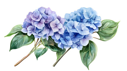 Wall Mural - Hydrangea bouquet watercolor isolate on white background
