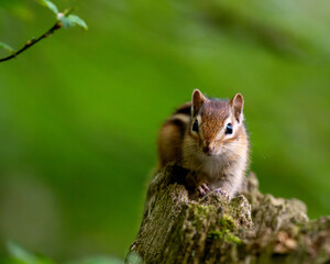 portrait of chipmunk
