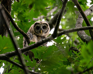 Wall Mural - Barred owlet