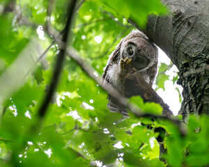 Wall Mural - Barred Owlet cleaning talon