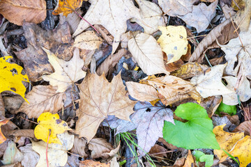 Wall Mural - autumn leaves on the ground