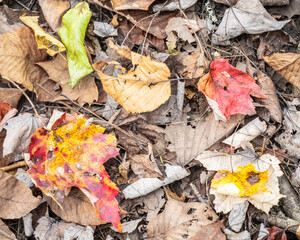 Wall Mural - fallen leaves in autumn